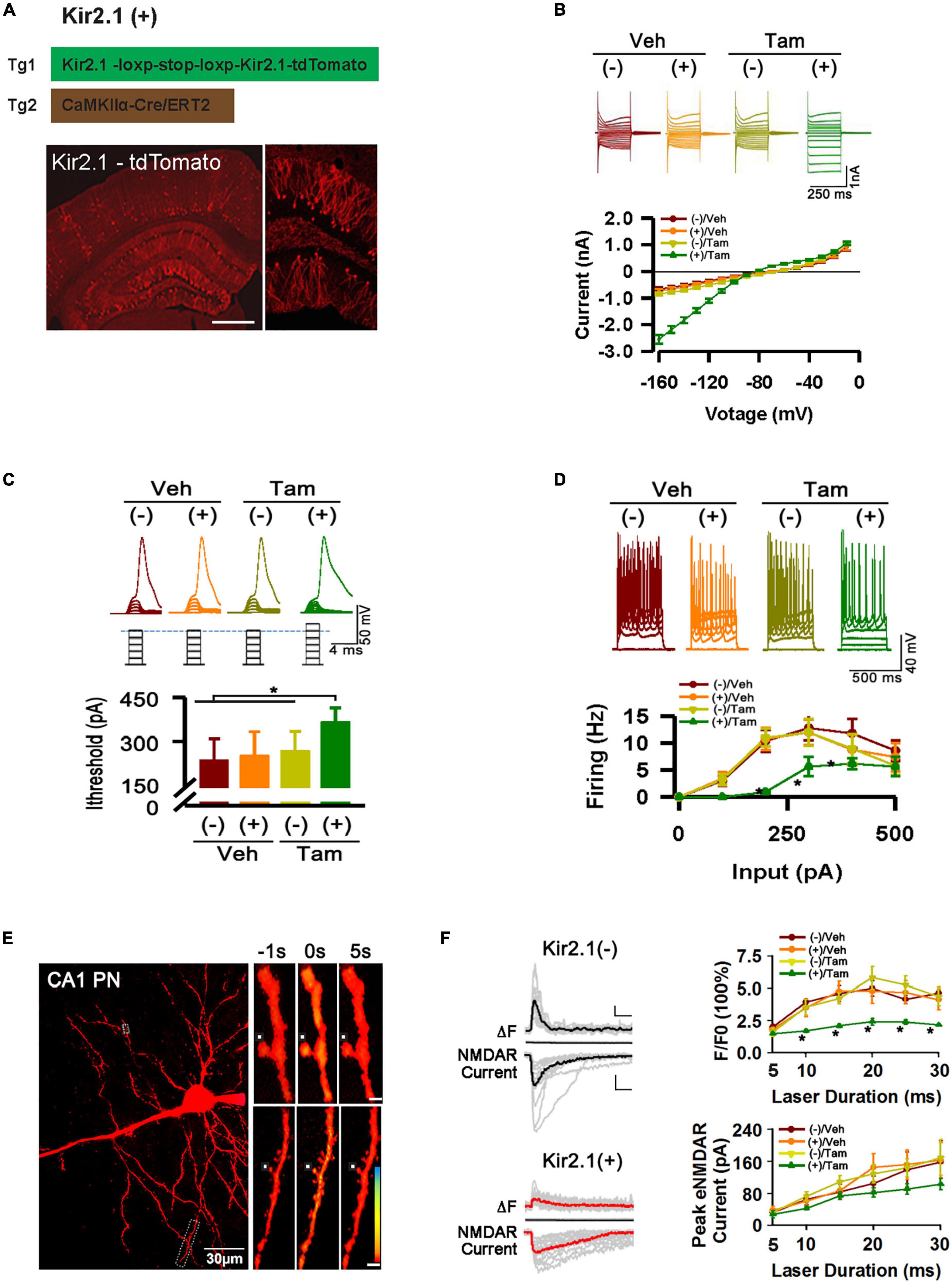 Forebrain E-I balance controlled in cognition through coordinated inhibition and inhibitory transcriptome mechanism